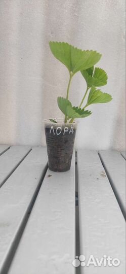 Рассада клубники