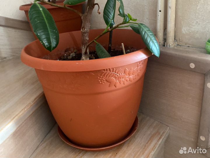 Фикус и другие цветы