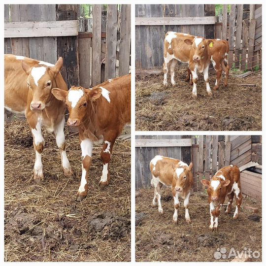 Сельхоз животные