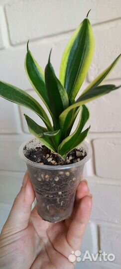 Сансевьера (Сансевиерия) Ханни Крео и Ханни