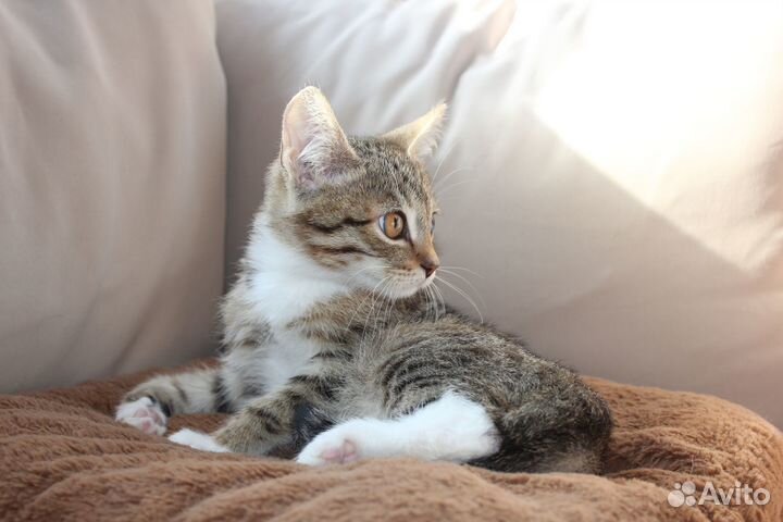 Котята ищут дом