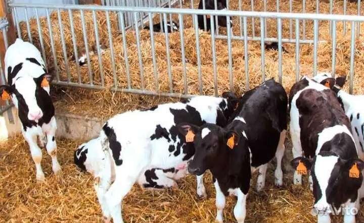 Бычки телята отборные