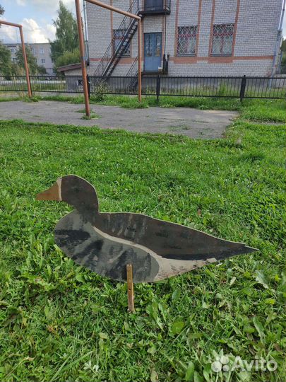 Профиля белолобого гуся