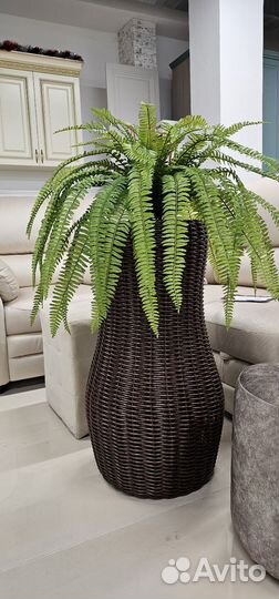 Папоротник нефролепис искусственный