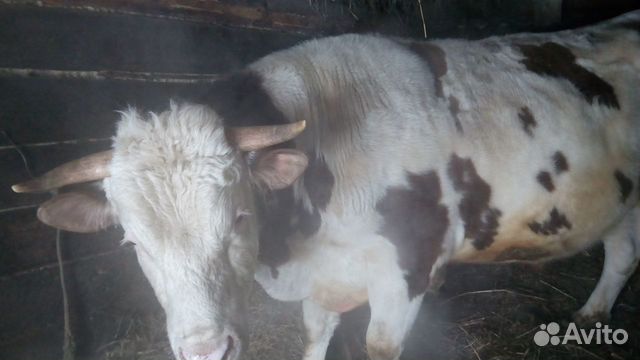 Отпоенные бычки. Авито объявления крс. Красно степная порода бычков. Продает корову годовалого с теленком. Животноводство таджикистана.