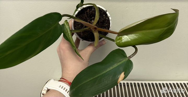 Филодендрон