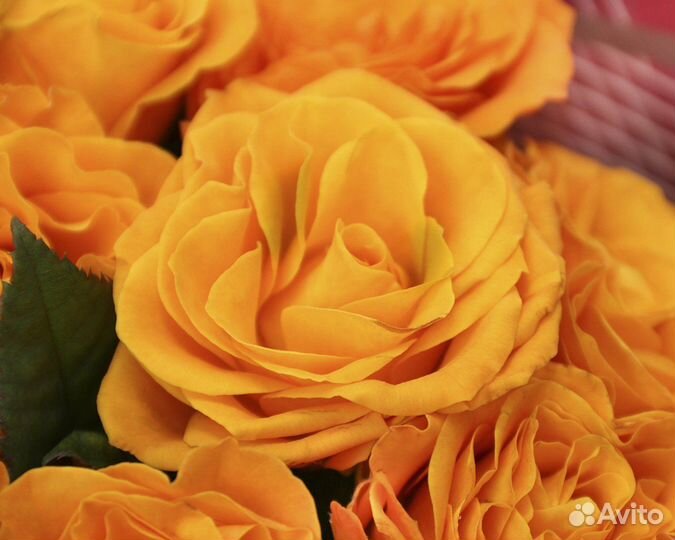 Букет из 51 оранжевой розы 40 см (Россия)