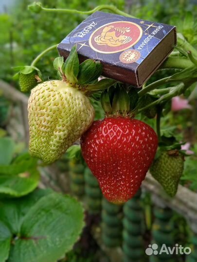 Мирт. Клубника Мурано и Альбион