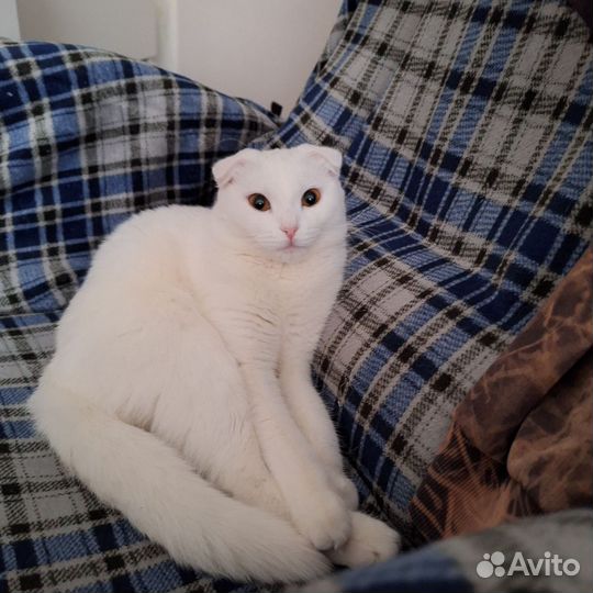 Шотландская кошка вязка