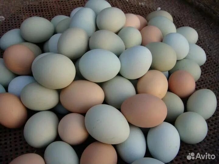 Инкубационное яйцо кур несушек