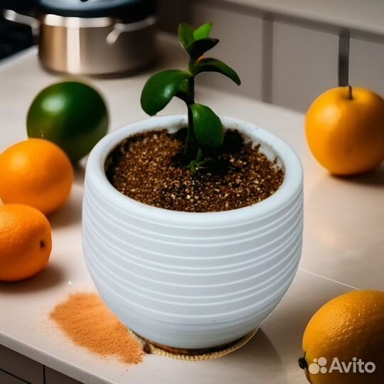 Денежное дерево - полезная толстянка, крассула