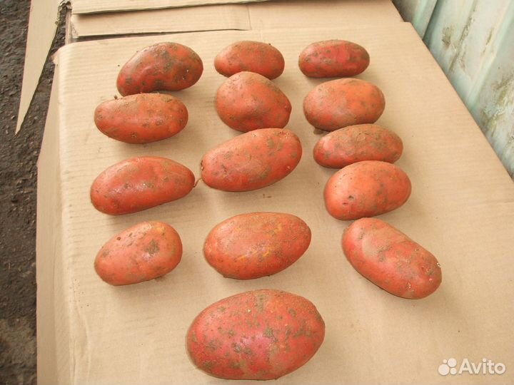 Семенной картофель розница и опт от производителя