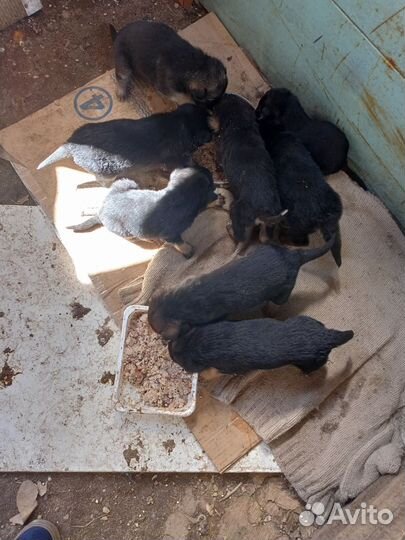 Продам щенков немецкой овчарки