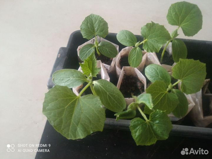 Рассада огурцов кураж