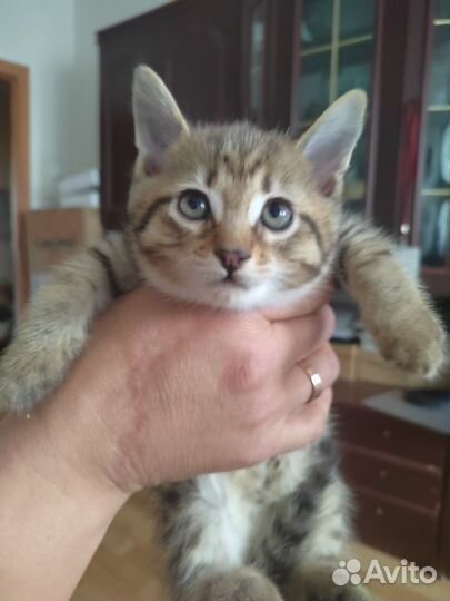 Кошки в добрые руки