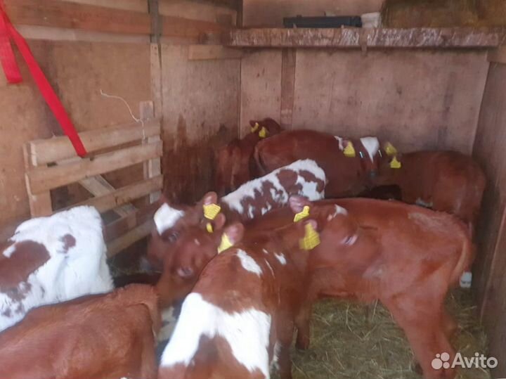 Телята бычки тёлки доставка бесплатная