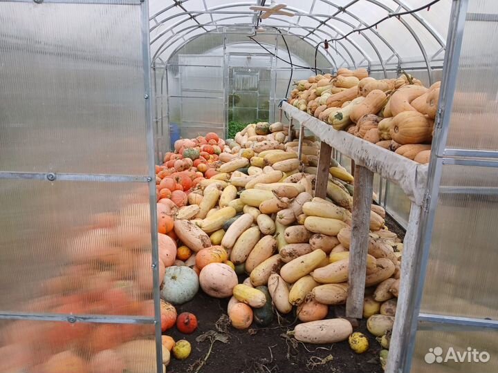 Тыква и кабачки