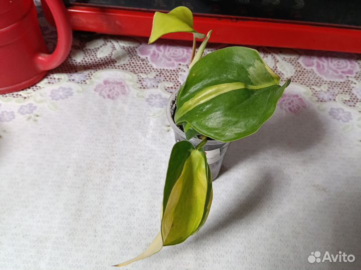 Филодендрон Сканденс бразил