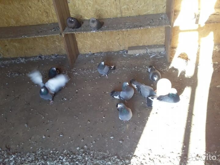 Продам голубей