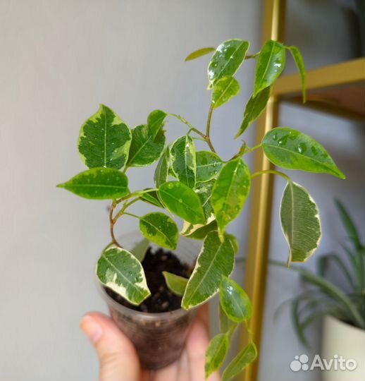 Фикус Кинки комнатные растения