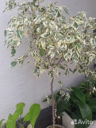 Рассада многолетних цветов