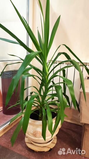 Пальма юкка