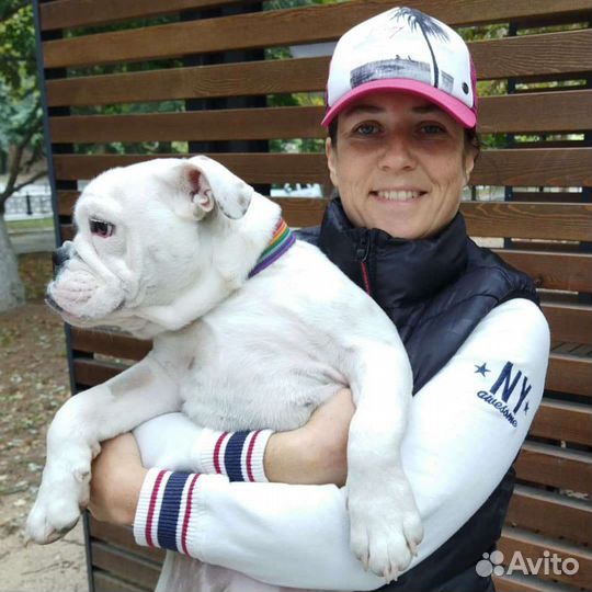 Английский бульдог