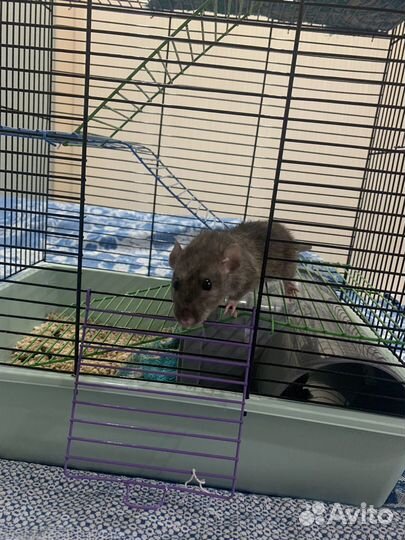 Крыса дамбо с клеткой