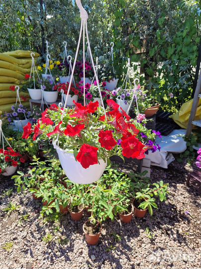 Кашпо петуниии