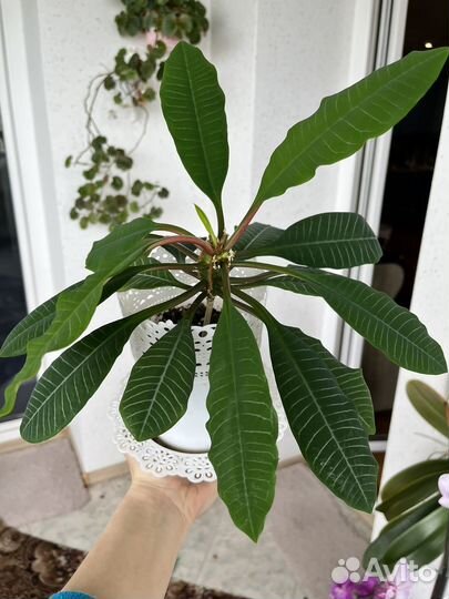 Молочай беложильчатый