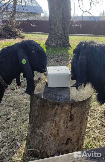 Шами коза+козёл