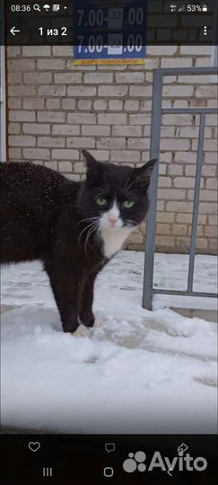 Кот ищет дом