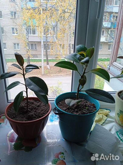 Комнатные растения цветы большие