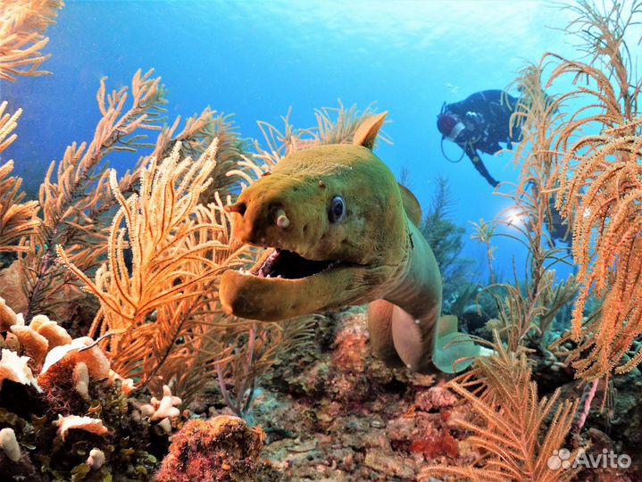 Аренда снаряжения для все видов дайвинга