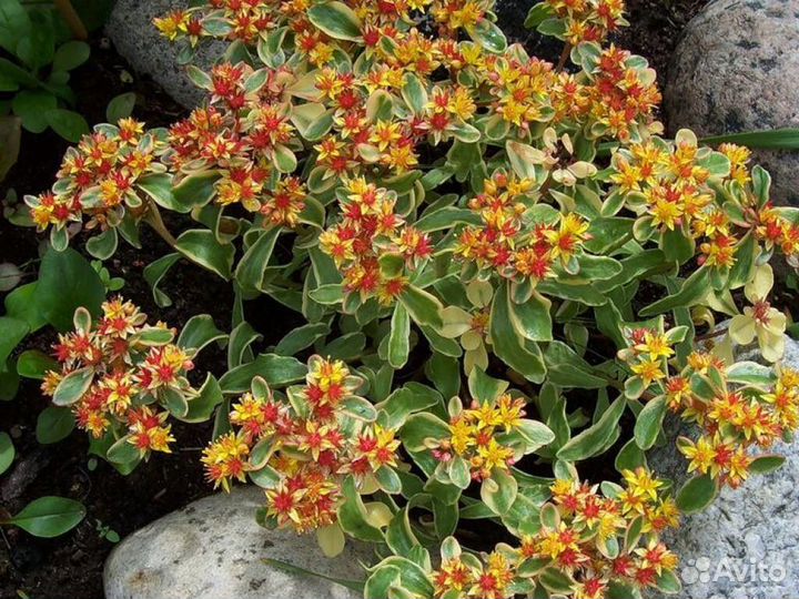 Многолетники садовые, седумы, очитки