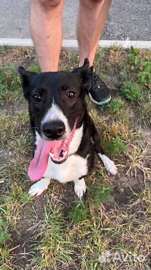 Отдам собаку бесплатно в добрые руки