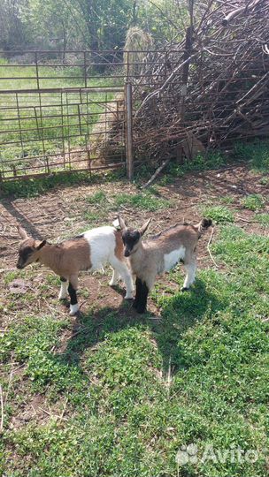 Продам козочек