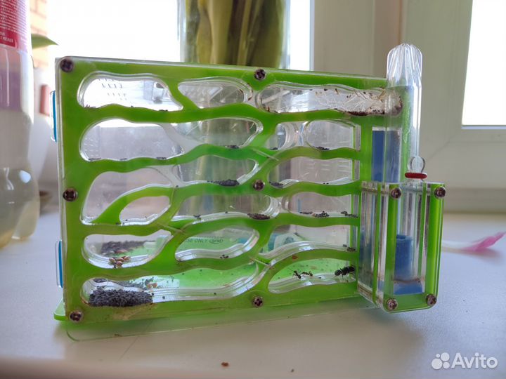 Формикарий муравьиная ферма