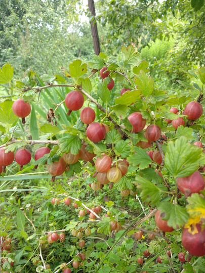 Дача 20 м² на участке 8 сот.