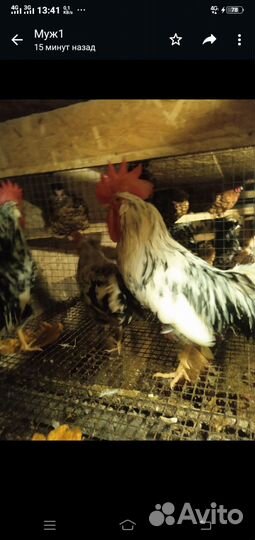 Петухи порода Легорн долматинец