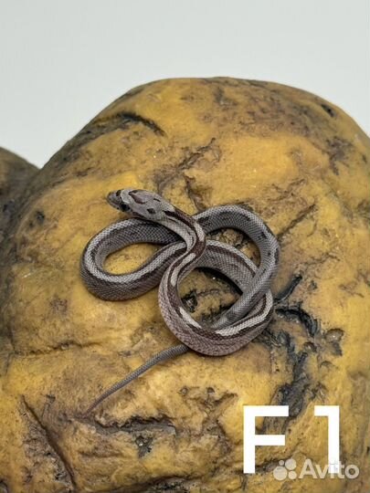 Маисовый полоз (разные окрасы)