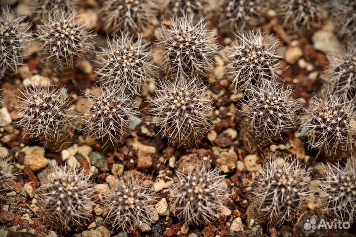 Кактусы Mammillaria, Gymnocalycium, Frailea