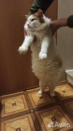 Котик Сеня
