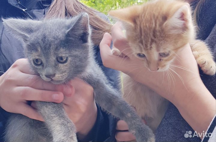 Котейки девочки