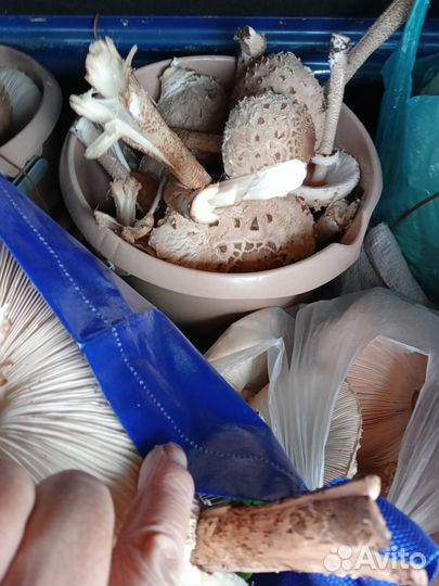 Грибы зонтики