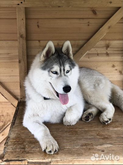 Хаски вязка