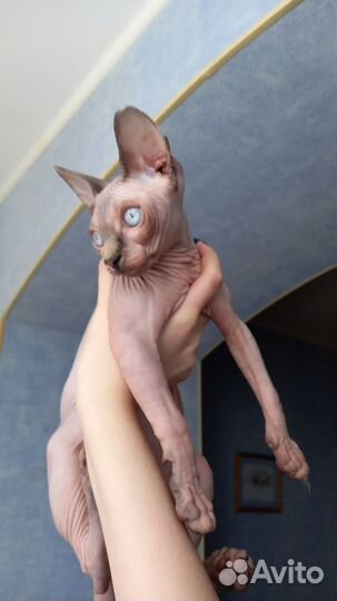 Канадский сфинкс девочка