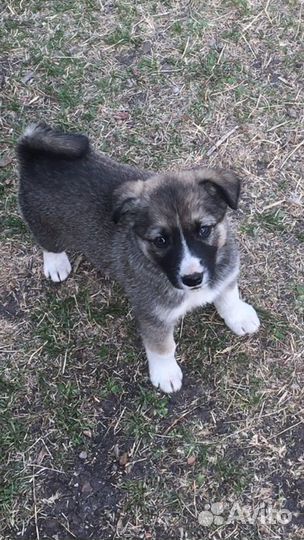 Щенки лайки