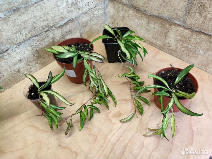 Абутилоны, хойи