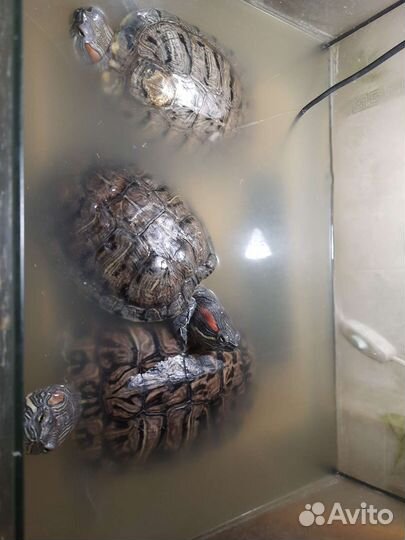 Черепаха